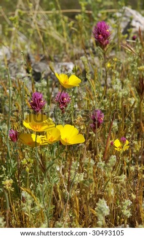 Yellow Poppies and Owl\'s clover in Alamo Lake state park. Arizona