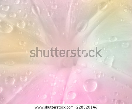 white flower and dew abstract background with color filters