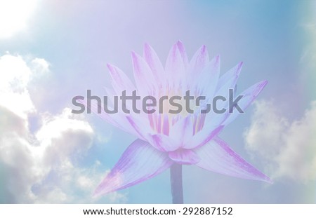 pink lotus and sun sky light in blue sky background soft color.