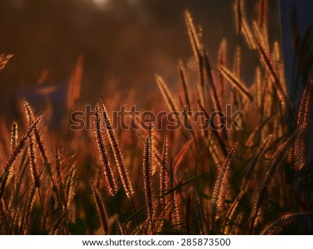 summer abstract nature background with grass in the meadow and sunset in the back