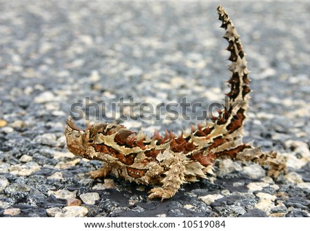 - Moloch horridus aka Thorny Devil on a street in the Northern Territory, Australia