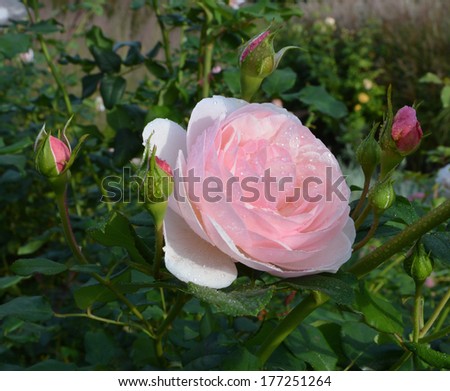 Pink rose with water droplets in a horizontal format