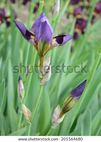 Violet iris on a green background a vertical format