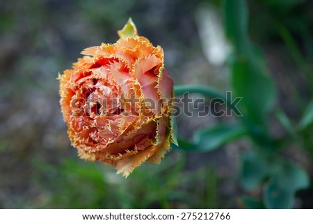 Fringed tulip flower \