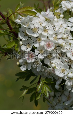White hawthorn flowers.