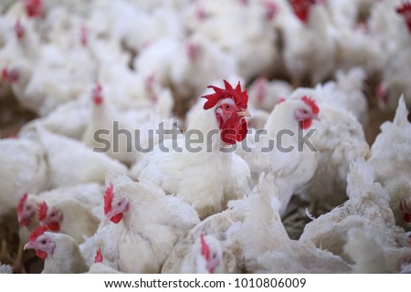 Poultry farm business for the purpose of farming meat or eggs for food from chicken (Farming)