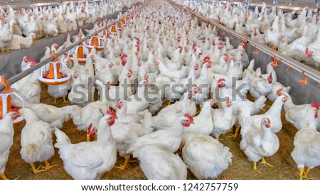Poultry broiler farm business with group of white chickens in parent stock modern housing farm.