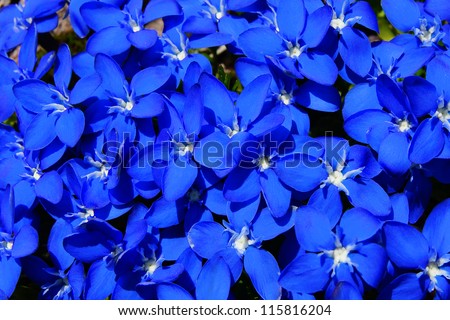 Natural herbal background.  Blue flower close up.