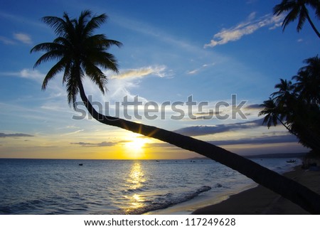Picturesque nature landscape.  Sunset with palm tree.
