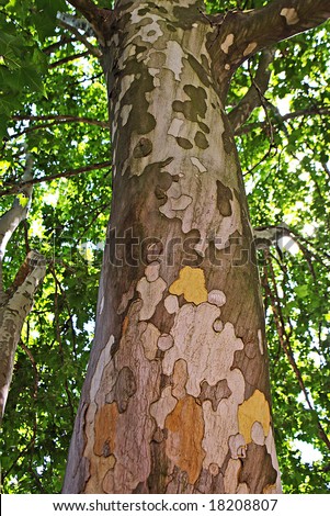 Big trunk of an camouflage tree