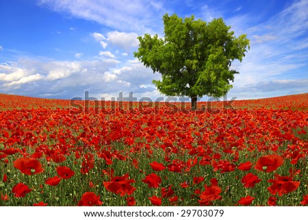 Picturesque  landscape with tree on the poppies plantation
