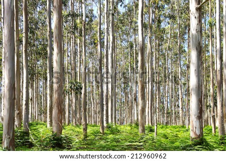 Picturesque nature rural landscape with eucalyptus forest.