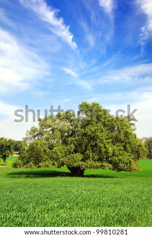 Picturesque landscape with lonely tree