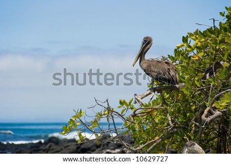 Pelican sitting on the tree near the ocean