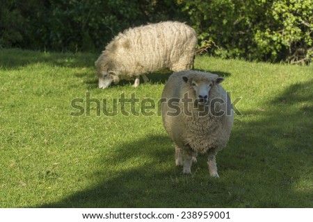Animal farm with two grazing sheeps. New Zealand