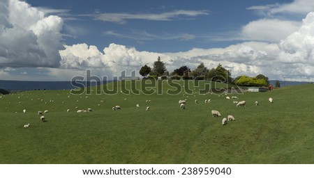 Animal farm landscape. New Zealand