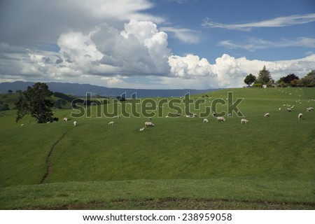Animal farm landscape. New Zealand