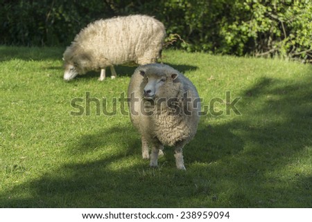 Animal farm with two grazing sheeps. New Zealand
