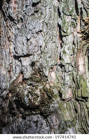 photo pine bark with contrast lighting