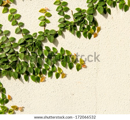 The Green Creeper Plant on a White Wall Creates a Beautiful Background