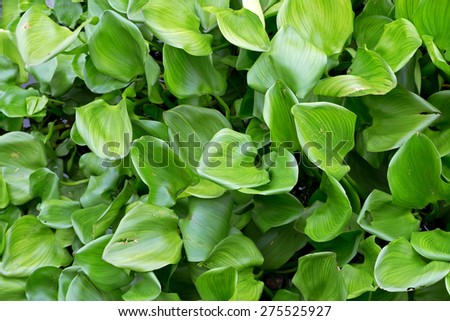 crowd water hyacinth green leaves in the river, nature background