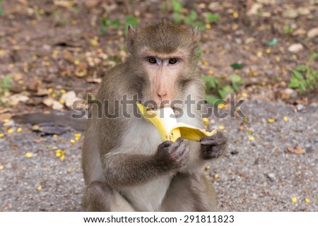 monkey eating banana.  (long-tailed macaque)