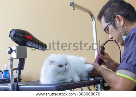 Bangkok - August 20, Cat grooming in pet beauty salon on August 20, 2015 in Bangkok Thailand.