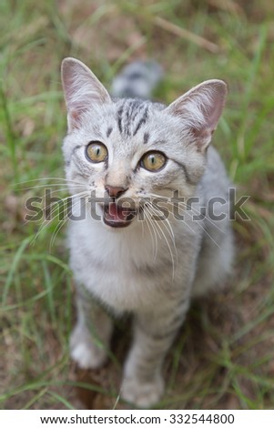 cat sitting on the grass and meowing