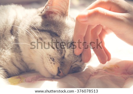 woman hand petting a cat head, love to animals, vintage photo