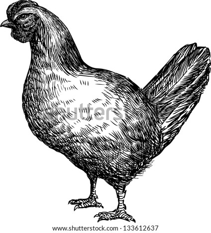 young chicken young chicken