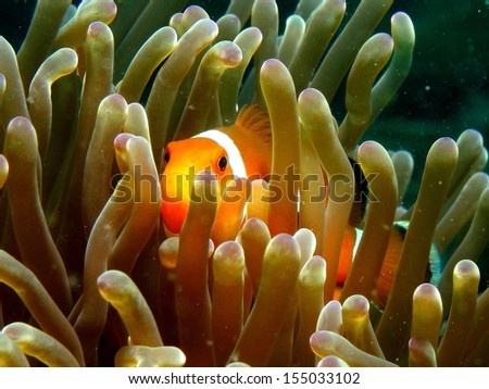 Clown Anemone fish