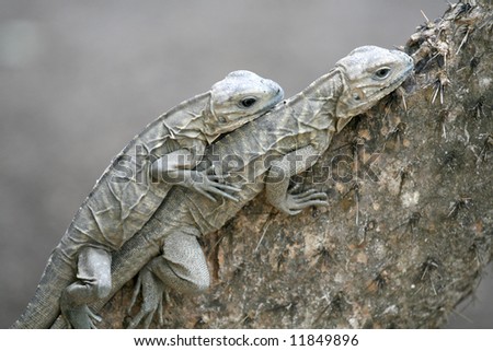 Lizard Family