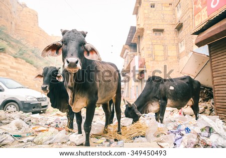 Cows are animal holy to India\'s Hindus, roaming freely through the streets of Jaisalmer searching for food in the rubbish, Rajasthan, India