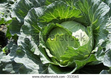 Picture of Green Cabbage taken at a vegetable farm at Cameron Highlands Malaysia