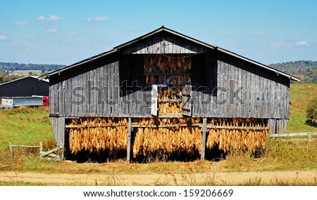 Old Tobacco Barn in south-central Kentucky wooden trail grass shadow clouds truck sky hot rural farm homestead curing country summer roof hanging leaves