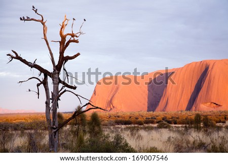 Uluru Ayers Rock Aboriginal sacred place UNESO world heritage Sunrise sun is color painting red sandstone rock Uluru Ayers Rock Aboriginal sacred place UNESO world heritage Sunrise sun is color painting red sandstone rock