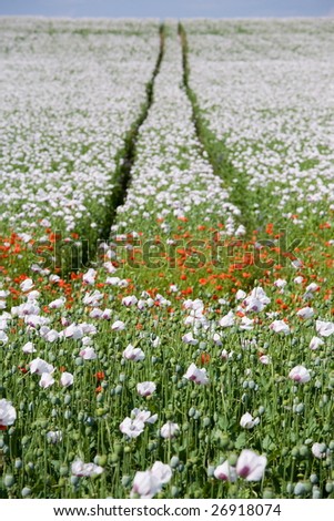 Triple color poppy flower field with two lanes and blue sky with clouds on the horizon.