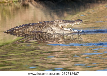 Haunting crocodile in shallow water. South Africa, Kruger\'s National Park.