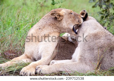 Lion couple in the bush. South Africa, Kruger National Park.