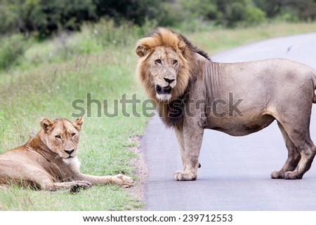 Lion couple in the bush. South Africa, Kruger National Park.