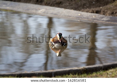 one colorful duck swimming in a pond