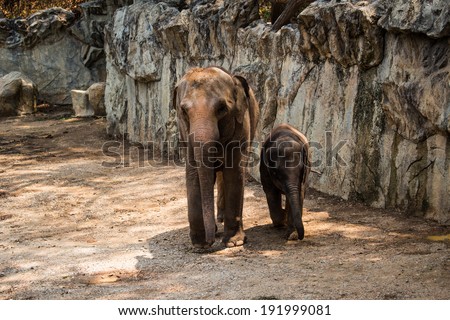 Elephant Mom and kid
