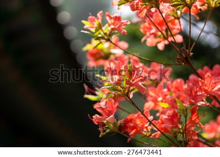 royal azalea with the out of focus background. Royal azalea in a temple.