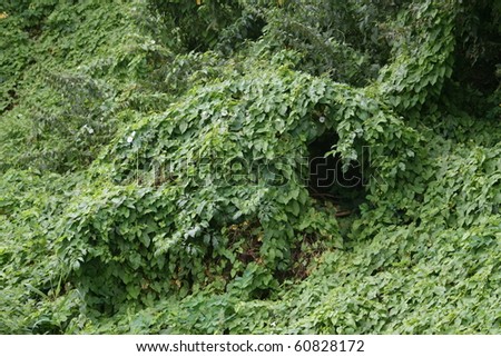 Human or animal shelter of bush in jungle or forest