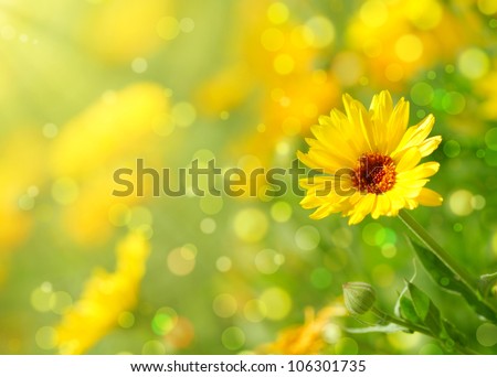 Close-up of  marigold flower