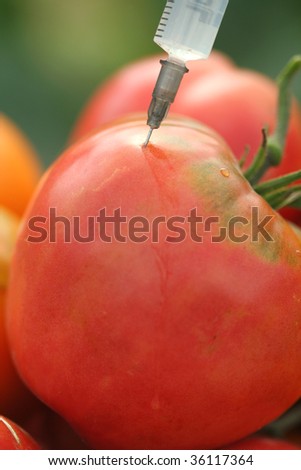 Tomatoes injection.genetically modified foods.