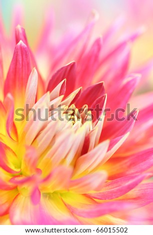 Close-up of  dahlia flower