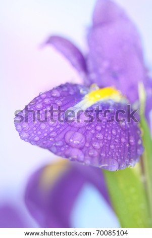 Close-up of drop on   iris petal