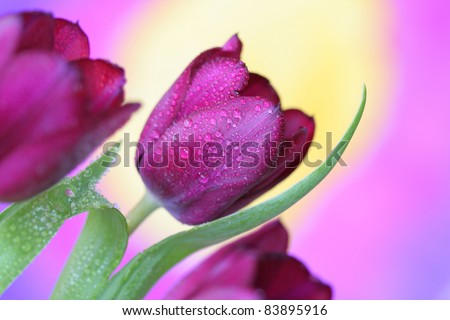 Close-up of tulip flower