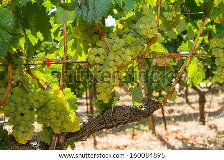 Selected varieties of healthy, ripe and juicy white grapes ready to be harvested.